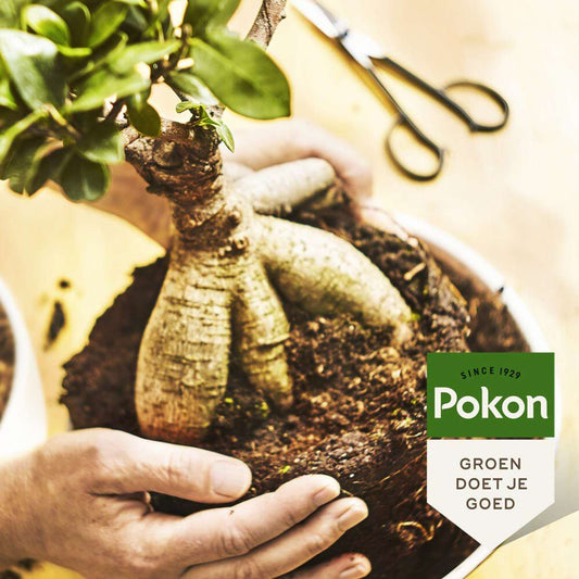 Plant Food Pokon Flüssigdünger Bonsai - 250 Ml - Spezialnahrung Für Bonsai-Bäume