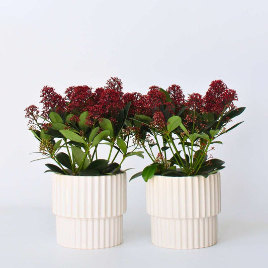 Other Shrubs Skimmie - 2 Stk - Skimmia Japonica 'Rubella' - Höhe 35-45Cm - ⌀15Cm