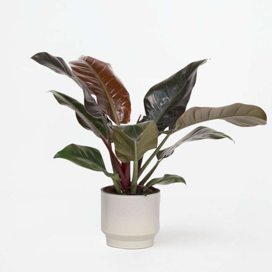 Philodendron Baumfreund - Philodendron 'Imperial Red' - Höhe 50Cm - ⌀19Cm