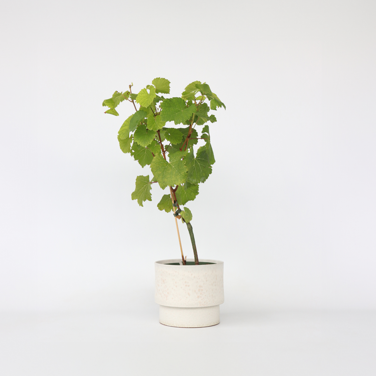 Fruit Trees Traubenpflanze - Vitis Vinifera ‘Vanessa’ - Höhe 60-75Cm - ⌀21Cm