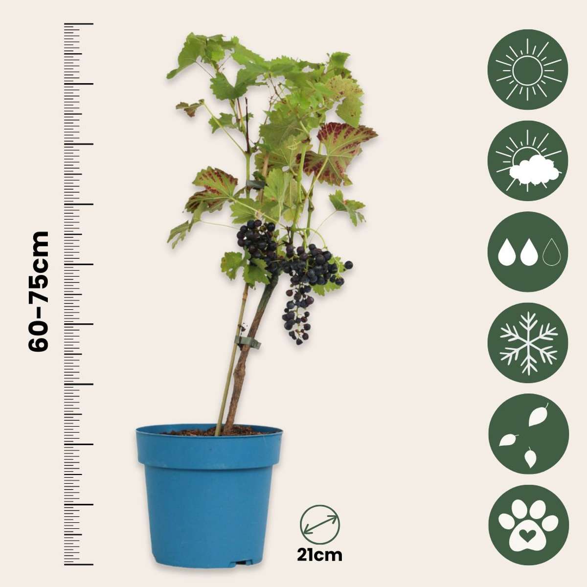 Fruit Trees Traubenpflanze - Vitis Vinifera ‘Nero’ - Höhe 60-75Cm - ⌀21Cm