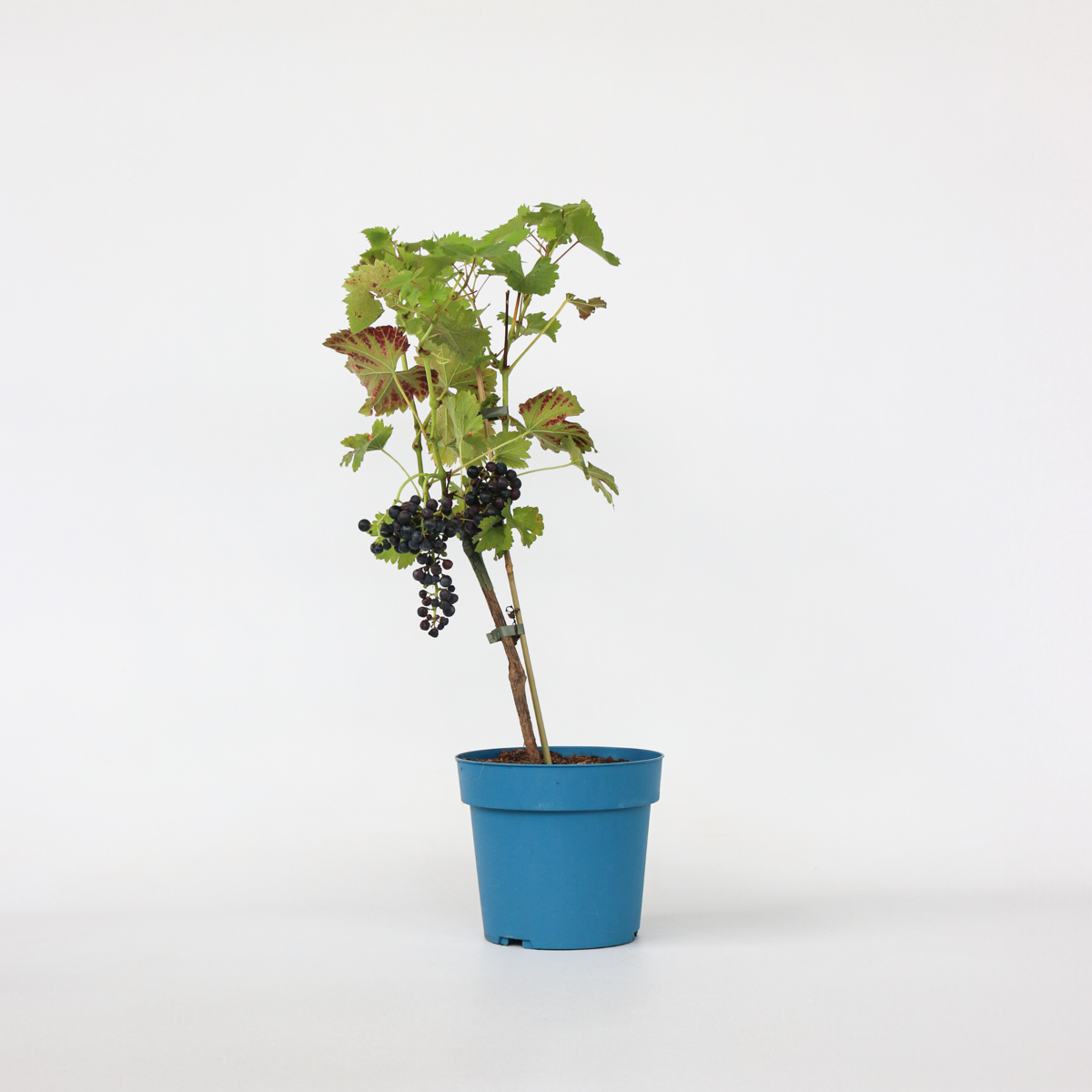 Fruit Trees Traubenpflanze - Vitis Vinifera ‘Nero’ - Höhe 60-75Cm - ⌀21Cm