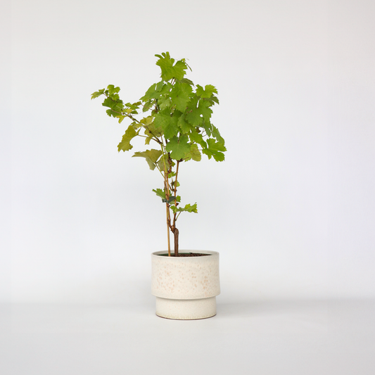 Fruit Trees Traubenpflanze - Vitis Vinifera ‘Himrod’ - Höhe 60-75Cm - ⌀21Cm