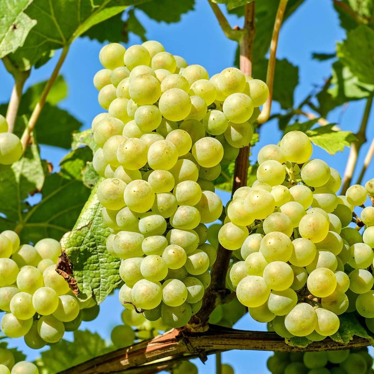 Fruit Trees Traubenpflanze - Vitis Vinifera ‘Himrod’ - Höhe 60-75Cm - ⌀21Cm