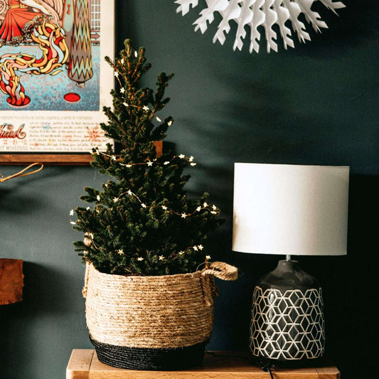 Picea Mini-Weihnachtsbaum - Picea Glauca Conica 'December' - Höhe 55-75Cm - Ø21Cm