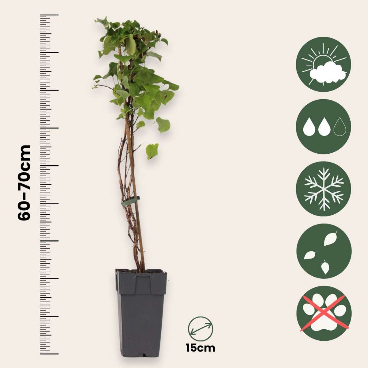 Hydrangea Hortensie - 2 Stk - Hydrangea Anomale Petiolaris - Höhe 60-70Cm - ⌀15Cm