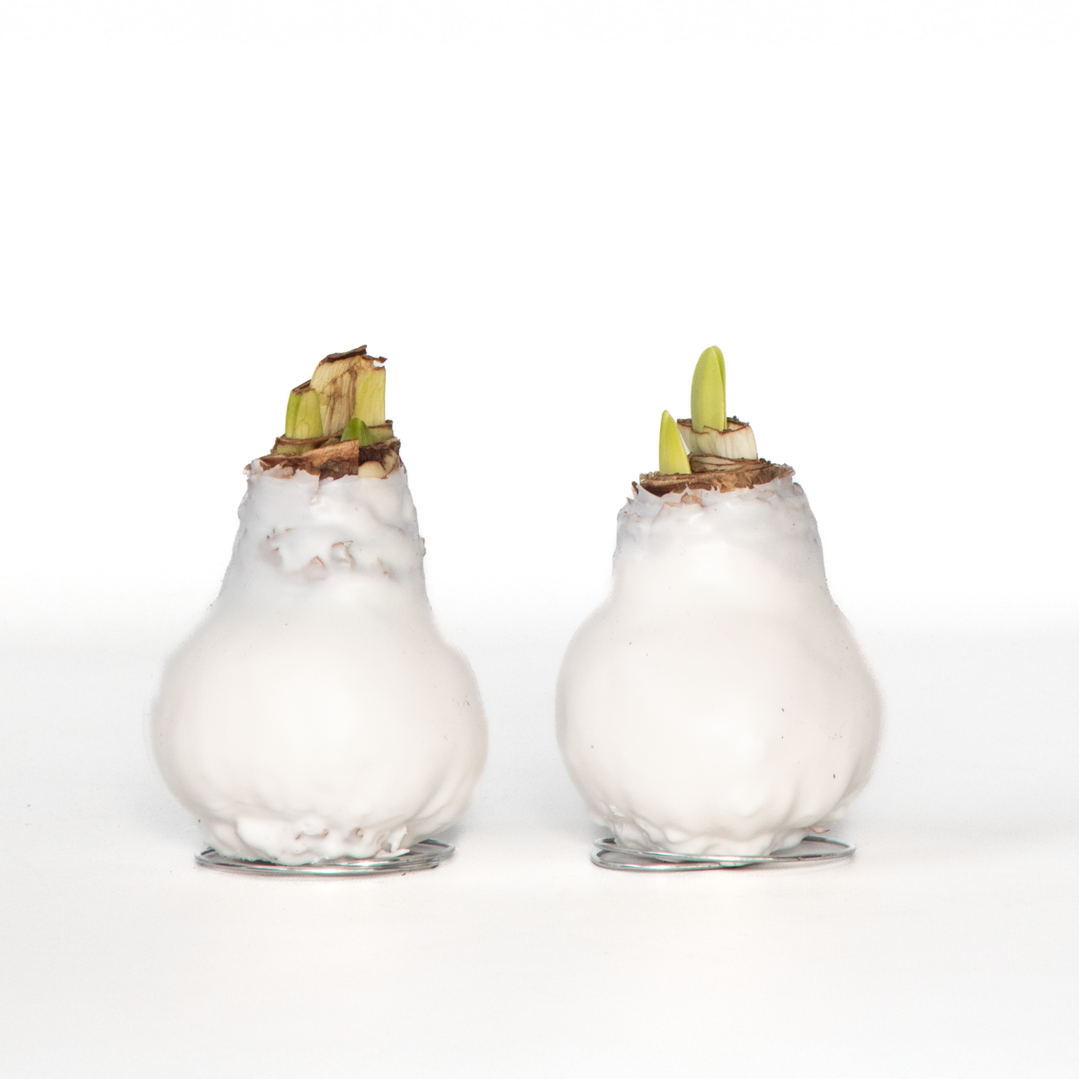 Amaryllis - Hippeastrum 'Wax White' - Zwiebel - Rote Blüten