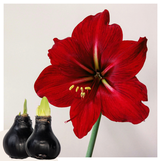 Amaryllis - Hippeastrum 'Wax Black' - Zwiebel - Rote Blüten