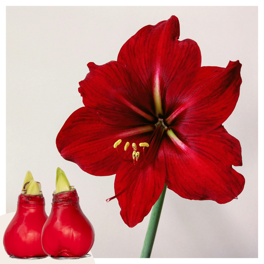 Amaryllis - Hippeastrum 'Wax Red' - Zwiebel - Rote Blüten