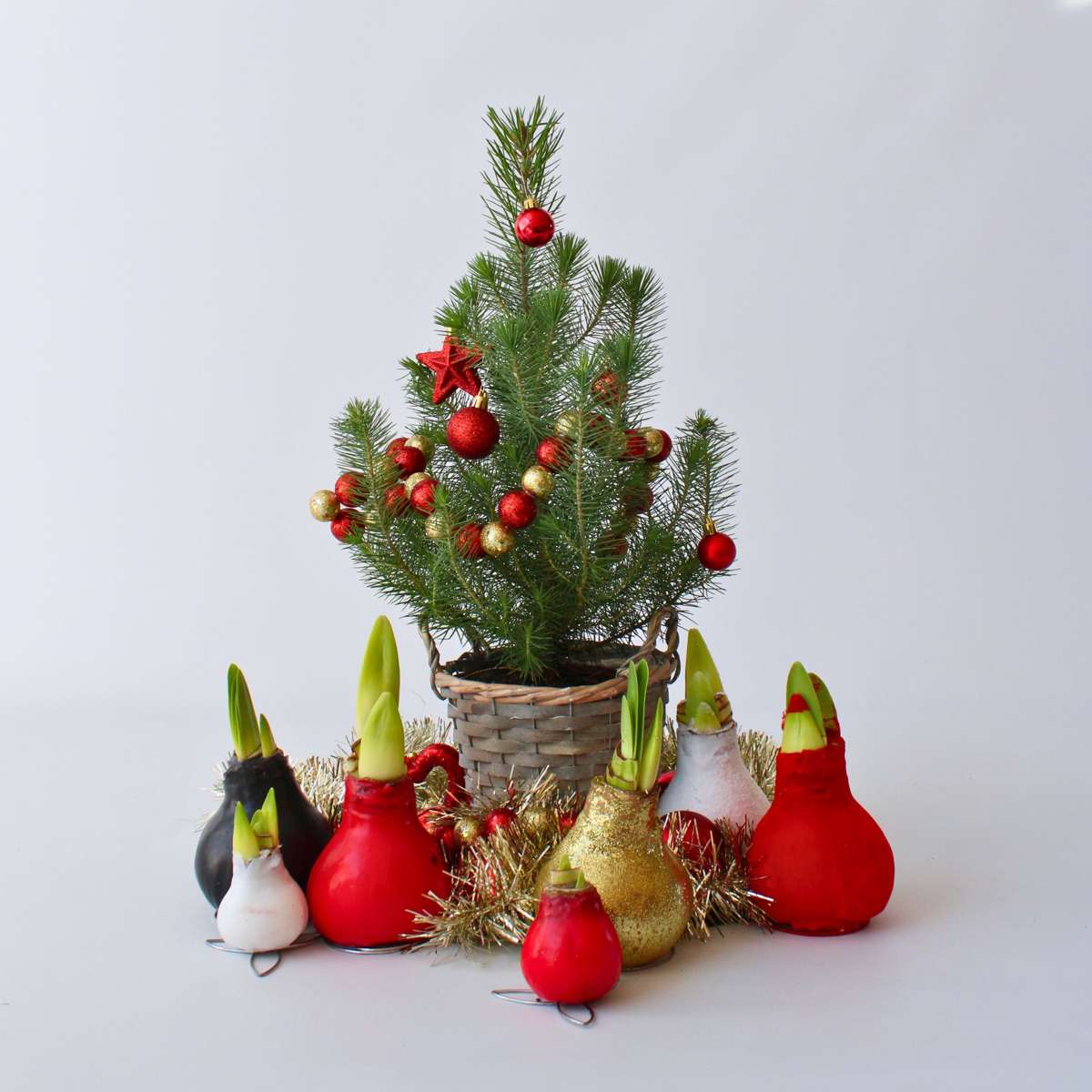 Amaryllis - Hippeastrum 'Wax Bordeaux' - Zwiebel - Rote Blüten