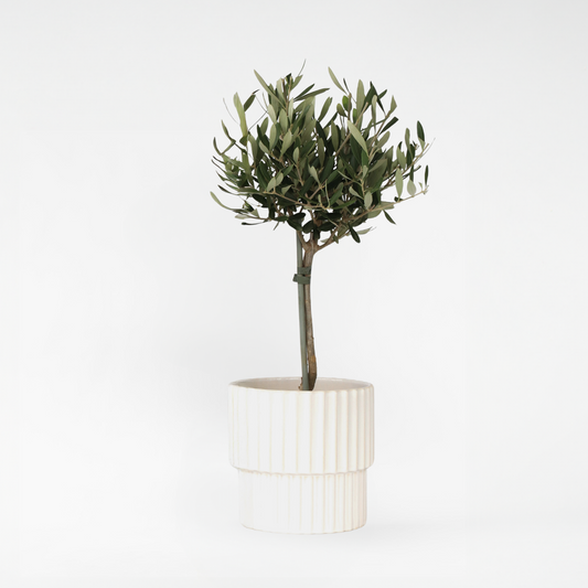 Olive Trees Olivenbaum - Olea Europaea - Höhe 50-60Cm - ⌀14Cm
