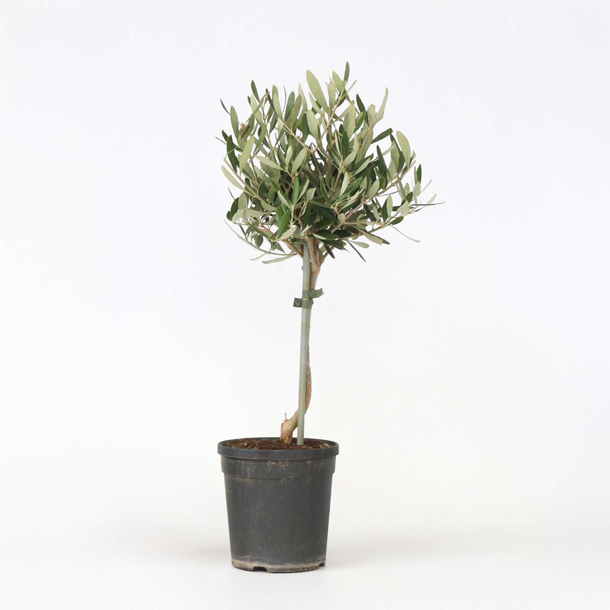 Olive Trees Olivenbaum - Olea Europaea - Höhe 50-60Cm - ⌀14Cm