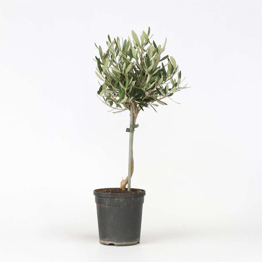Olive Trees Olivenbaum - Olea Europaea - Höhe 50-60Cm - ⌀14Cm