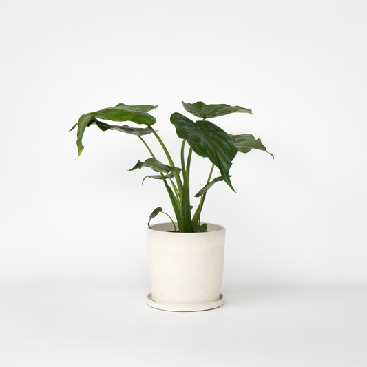 Alocasia Elefantenohr - Alocasia 'Cucullata' - Höhe 70-80 Cm - Topf 19Cm