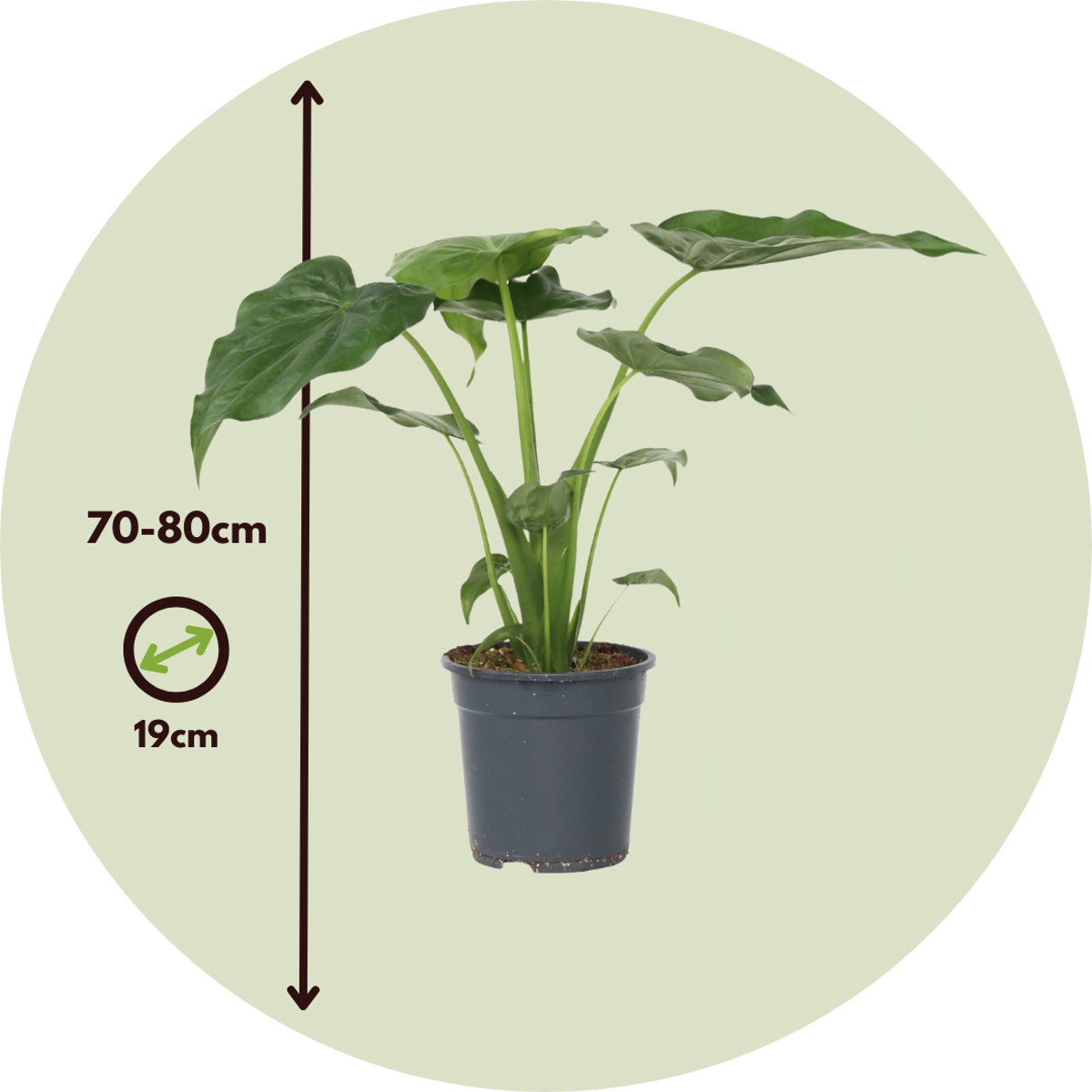 Alocasia Elefantenohr - Alocasia 'Cucullata' - Höhe 70-80 Cm - Topf 19Cm