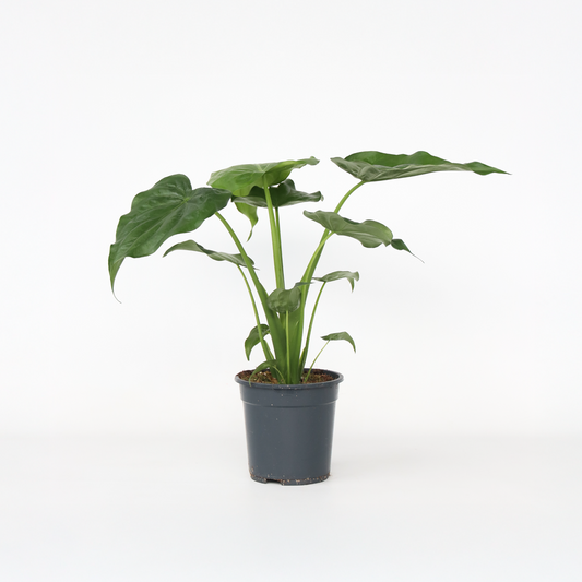 Alocasia Elefantenohr - Alocasia 'Cucullata' - Höhe 70-80 Cm - Topf 19Cm