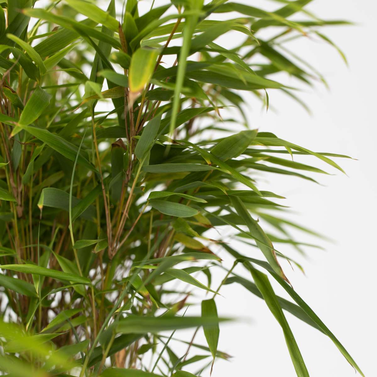 Bamboo Shrubs Bambus - Fargesia Nitida 'Gansu' - Höhe 50-70Cm - Topf 17Cm