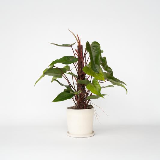 Philodendron Grüne Zimmerpflanze - Philodendron 'Red Emerald' - Höhe 70-80 Cm - Topf 19 Cm