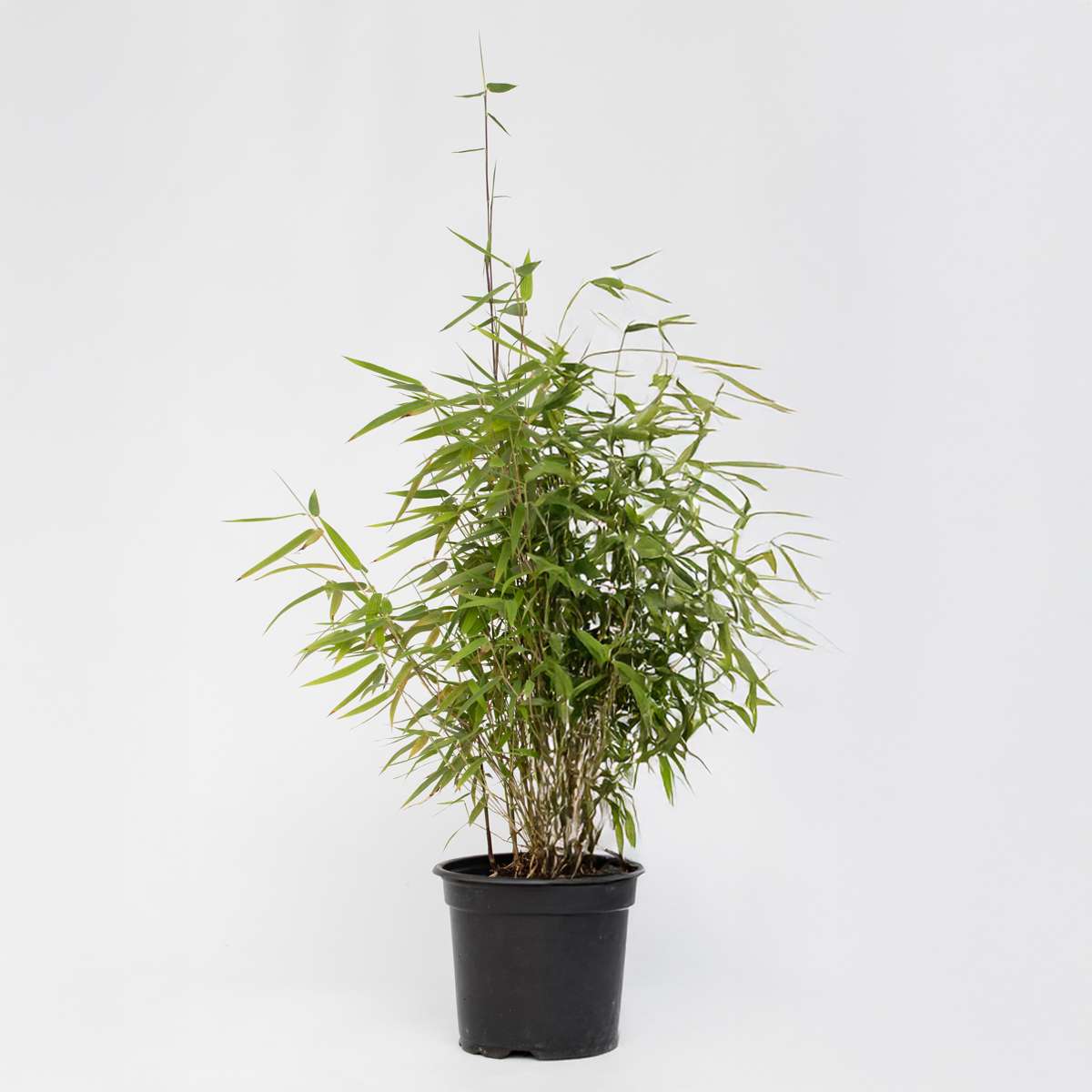 Bamboo Shrubs Bambus - Fargesia Nitida 'Red Dragon' - Höhe 60-80Cm - Topf 17Cm