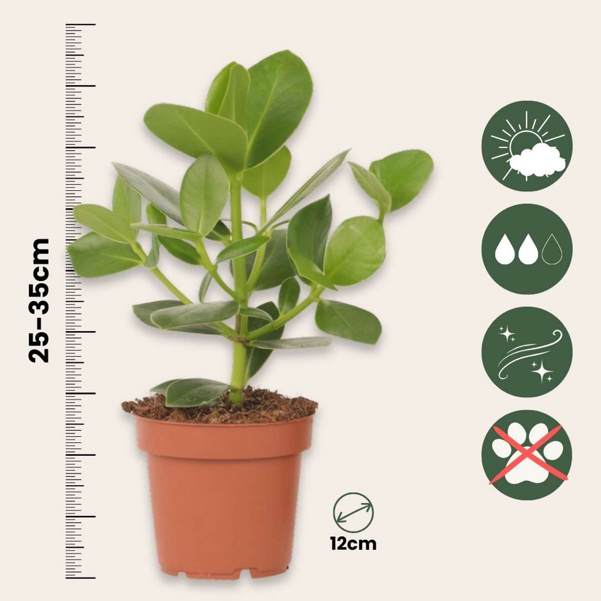 Clusia Balsamapfel - Clusia Rosea 'Princess' - Topf 12Cm - Höhe 25-35Cm