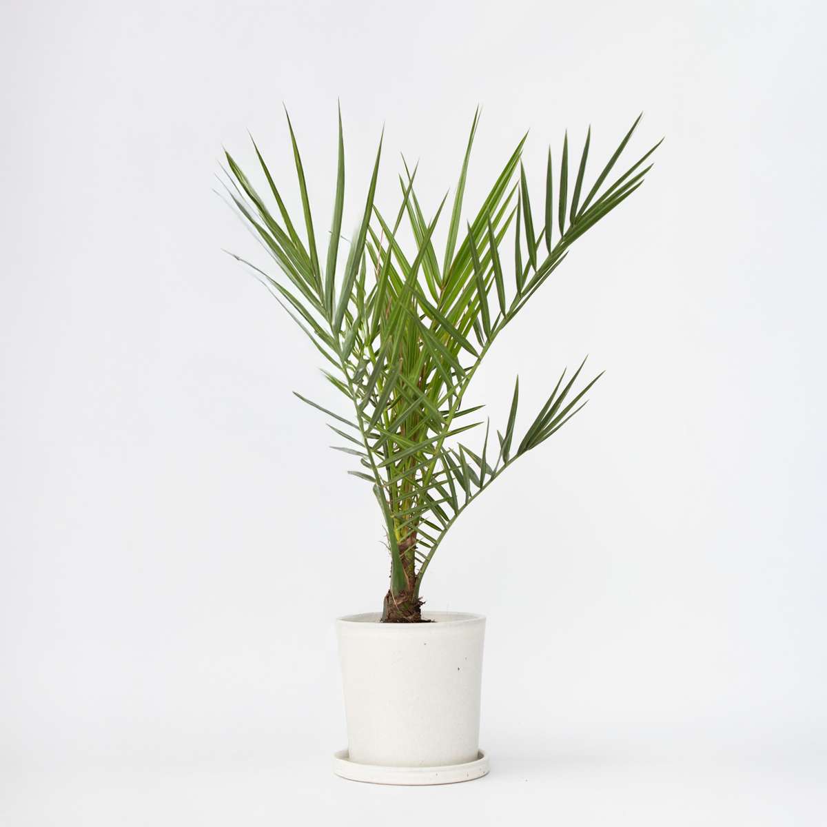 Garden Palms Kanarische Dattelpalme - Phoenix Canariensis - Höhe 50-60Cm - ⌀15Cm