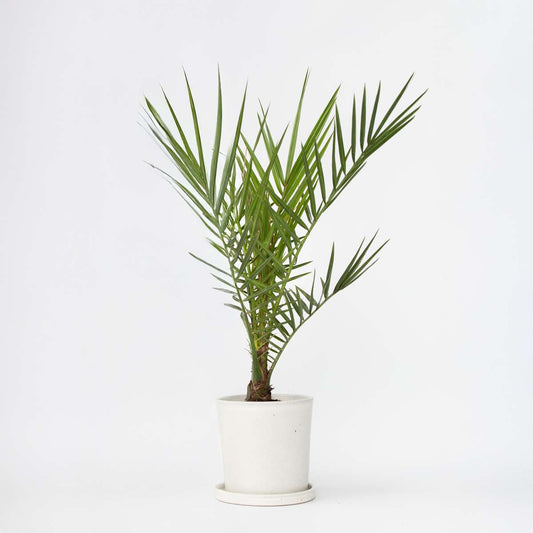 Garden Palms Kanarische Dattelpalme - Phoenix Canariensis - Höhe 50-60Cm - ⌀15Cm