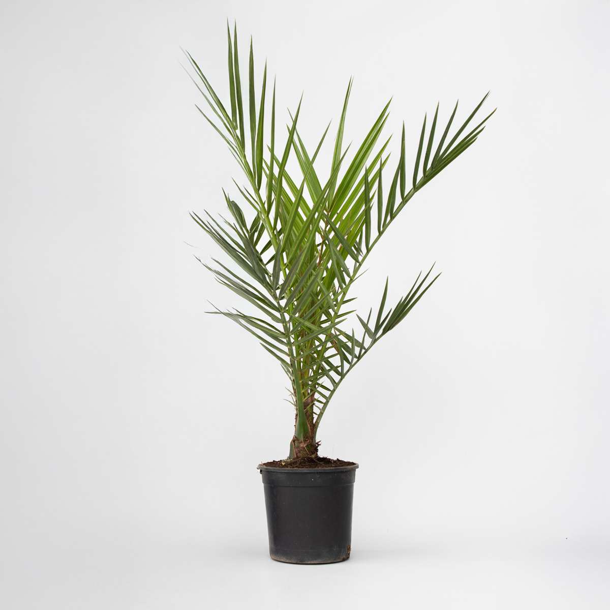 Garden Palms Kanarische Dattelpalme - Phoenix Canariensis - Höhe 50-60Cm - ⌀15Cm