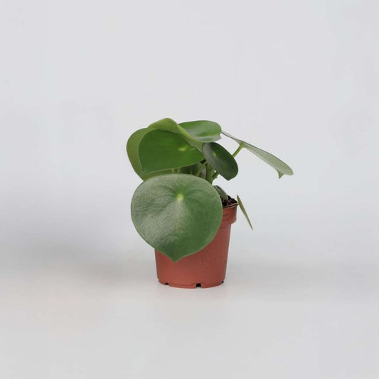 Other Green Houseplants Großblättrige Zierpfeffer - Peperomia Polybotrya - Höhe 20-30Cm - Pot 12Cm