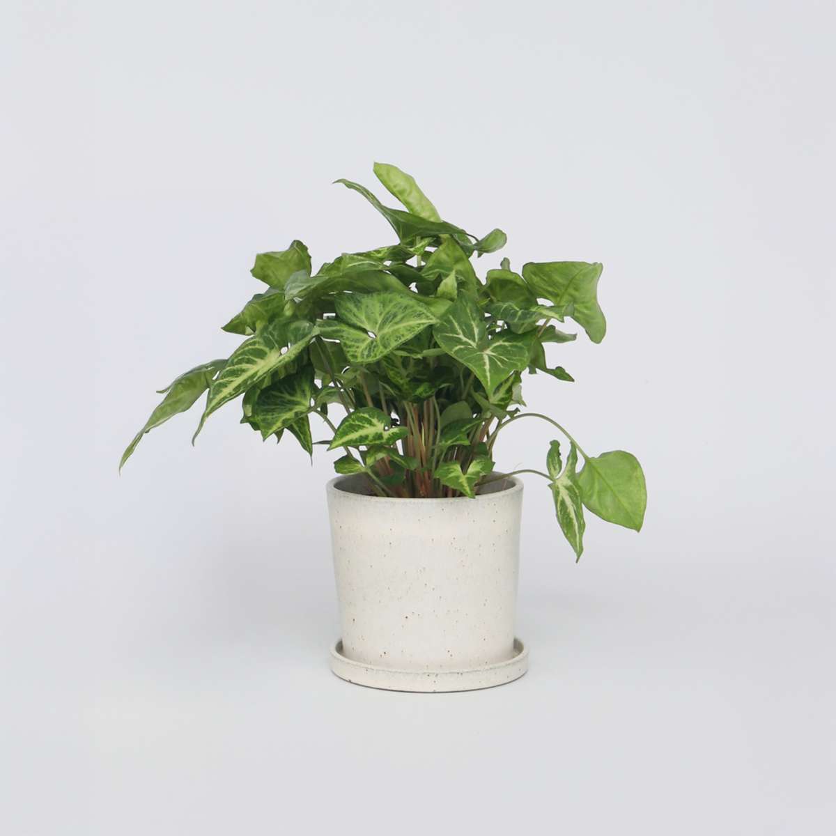 Other Green Houseplants Purpurtute - Syngonium Podophyllum 'Pixie' - Höhe 25-40Cm - Pot 12Cm