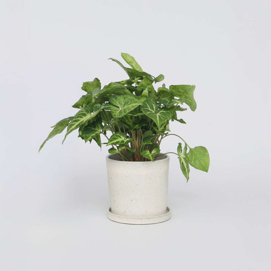 Other Green Houseplants Purpurtute - Syngonium Podophyllum 'Pixie' - Höhe 25-40Cm - Pot 12Cm