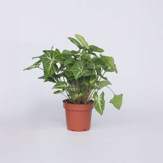 Other Green Houseplants Purpurtute - Syngonium Podophyllum 'Pixie' - Höhe 25-40Cm - Pot 12Cm