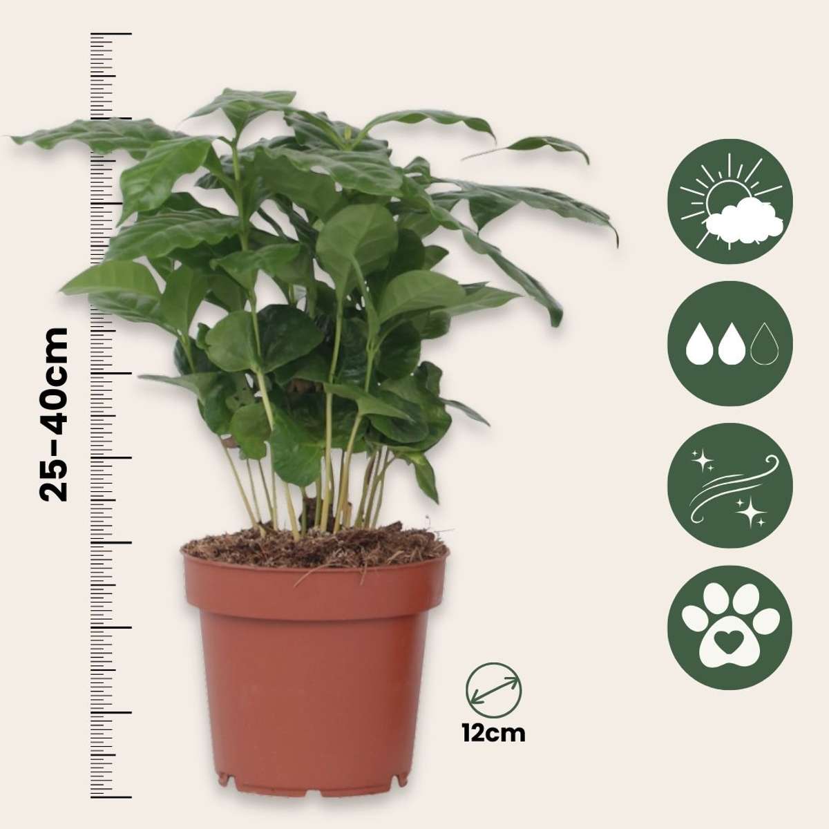 Other Green Houseplants Kaffeepflanze - Coffea Arabica - Höhe 25-40Cm - ⌀12Cm