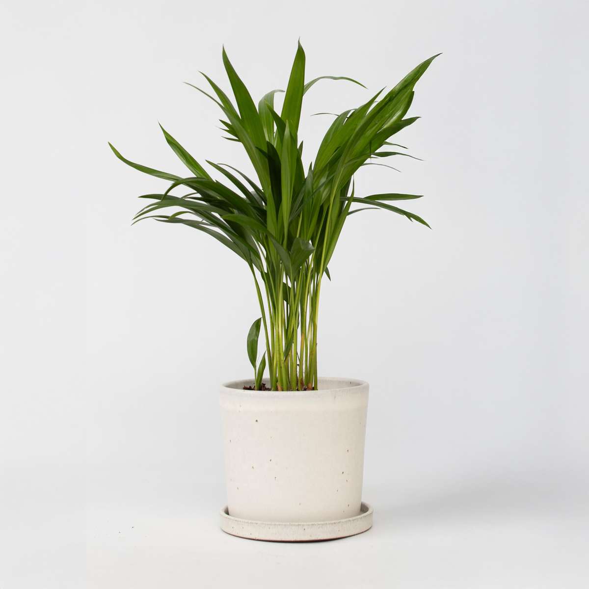 Indoor Palms Goldfruchtpalme - Dypsis Lutescens - Höhe 30-45Cm - Pot 12Cm
