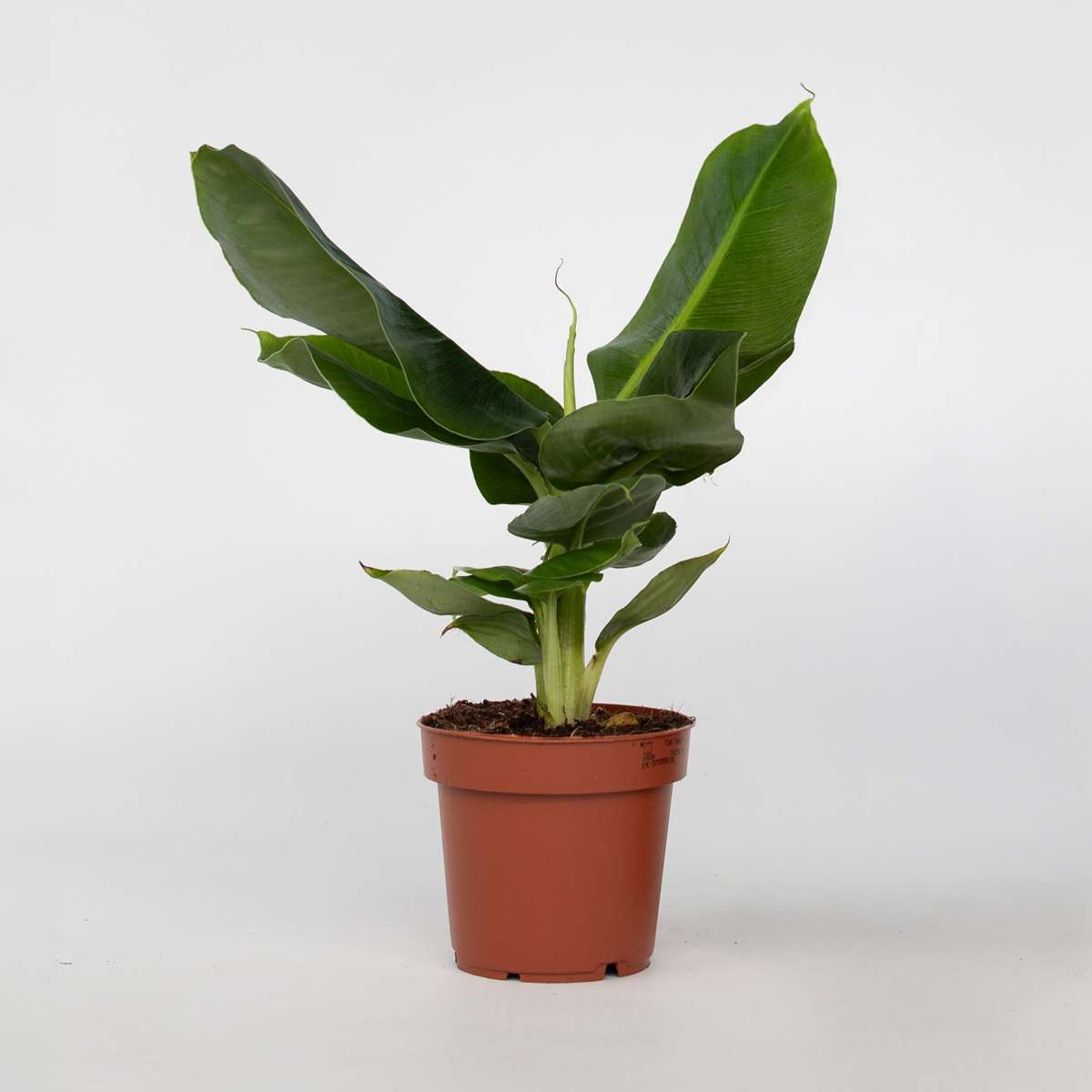 Other Green Houseplants Bananenpflanze - Musa 'Oriental Dwarf' - Höhe 25-40Cm - Pot 12Cm