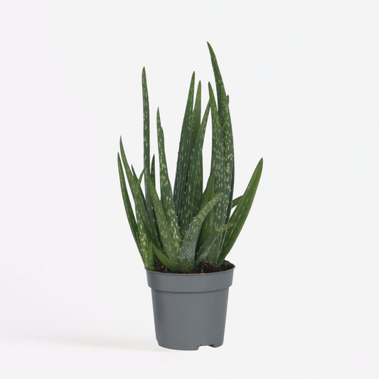 Succulents Aloe Barbadensis - Aloe Vera - Höhe 25-40Cm - Pot 10,5Cm