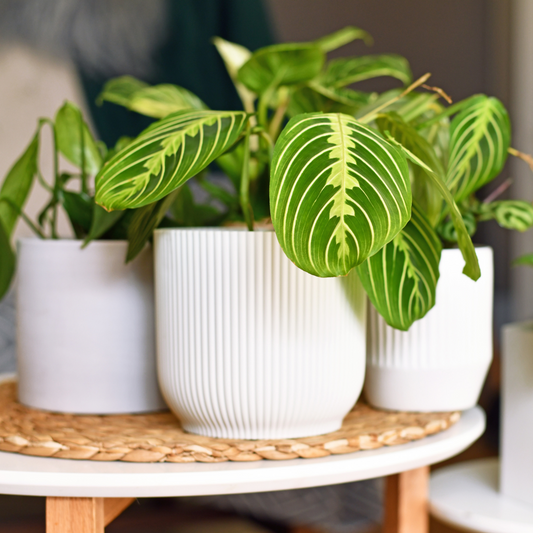 Plant Food Pokon Universelles Flüssiges Pflanzenfutter - 500 Ml