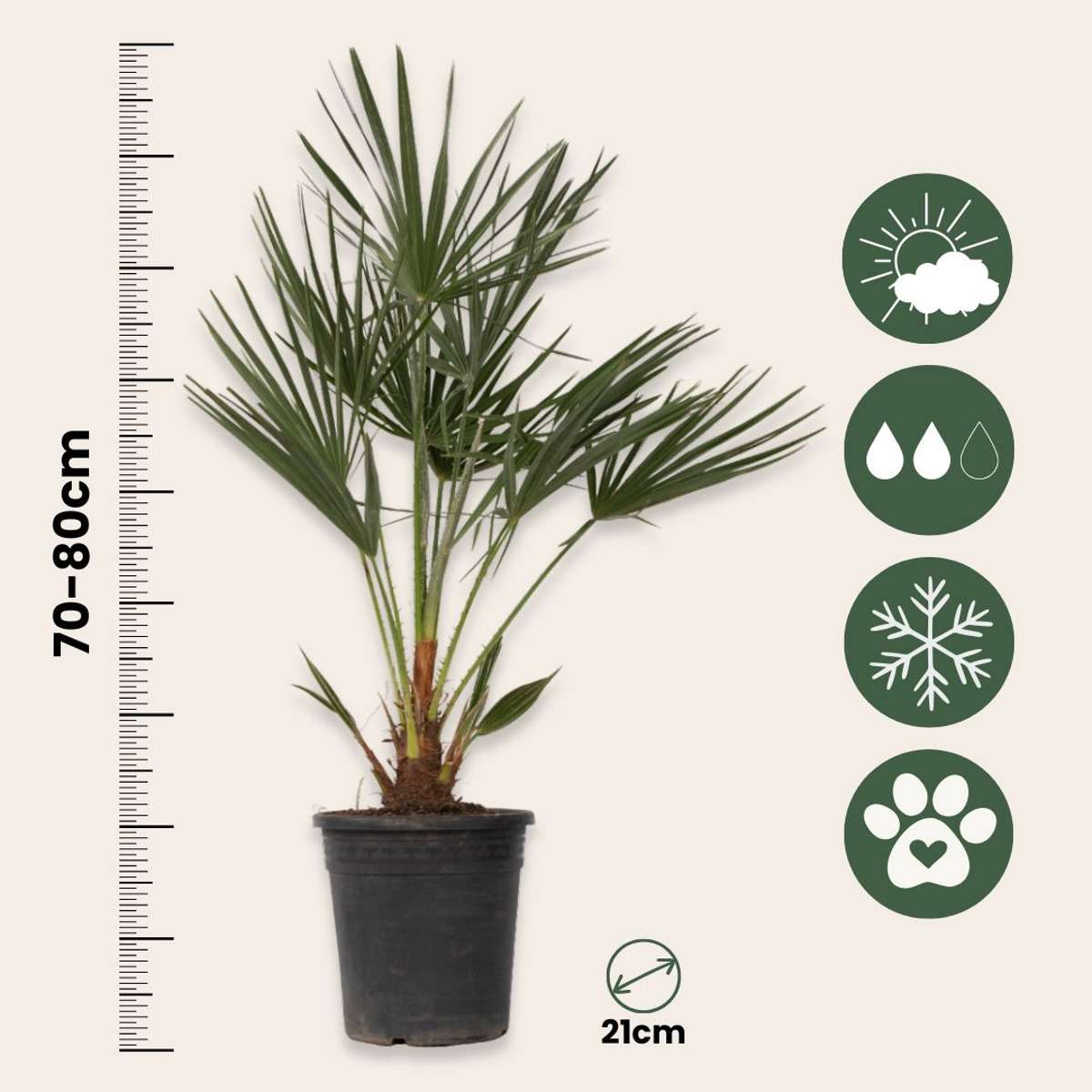 Other Garden Plants Bergpalme - 2 Stk - Chamaerops Humilis - Höhe 70-80Cm - ⌀21Cm
