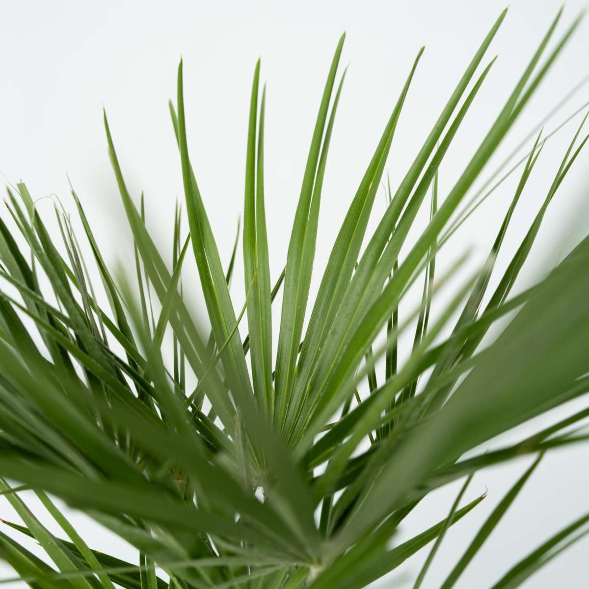 Other Garden Plants Bergpalme - 2 Stk - Chamaerops Humilis - Höhe 70-80Cm - ⌀21Cm