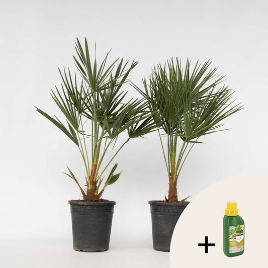 Other Garden Plants Bergpalme - 2 Stk - Chamaerops Humilis - Höhe 70-80Cm - ⌀21Cm