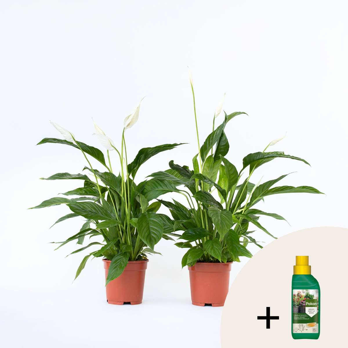 Other Green Houseplants Friedenslilie - Einblatt - 2 Stk - Spathiphyllum 'Lima' - Höhe 60-75Cm - ⌀17Cm
