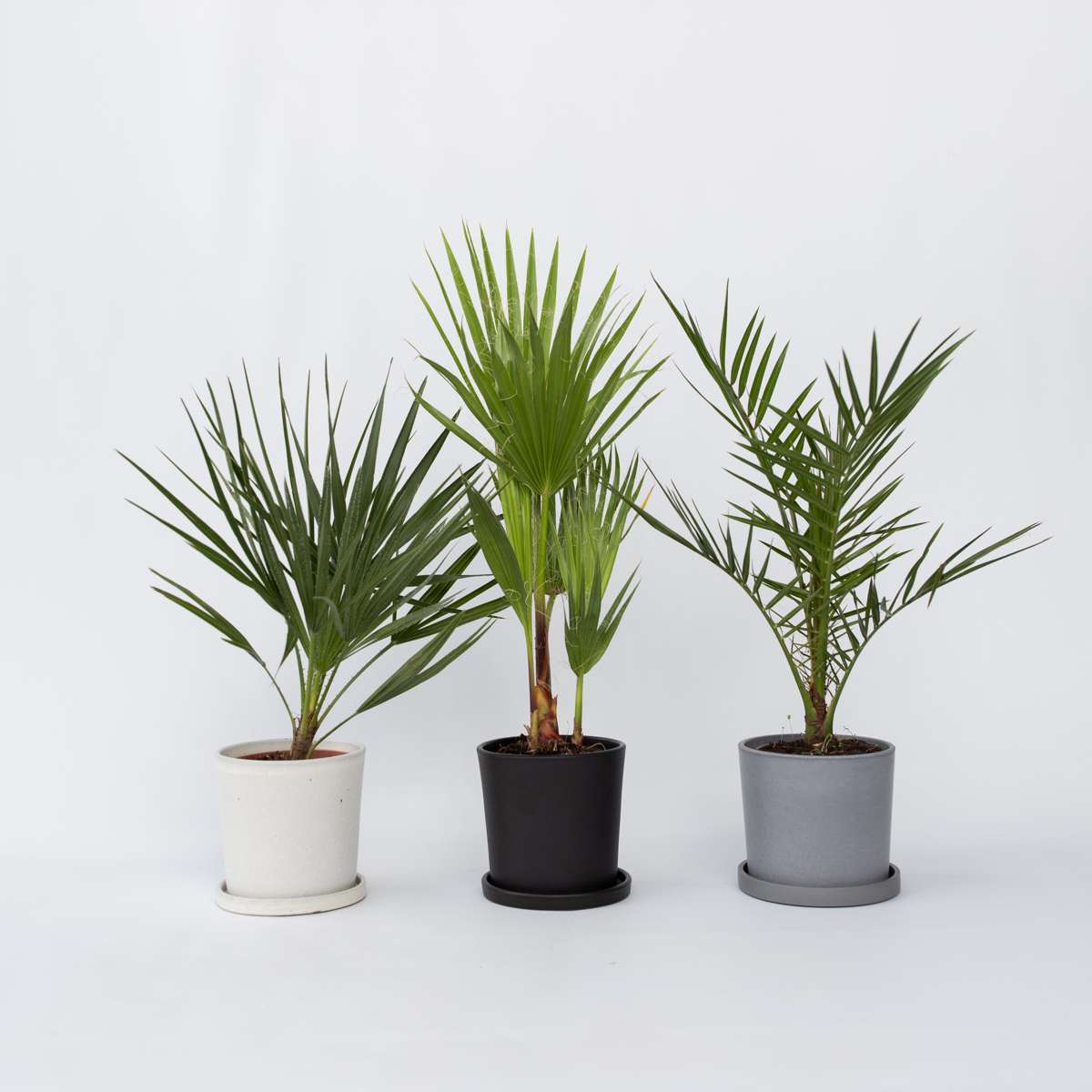 Other Garden Plants Gartenpalmen - 3 Stk - Phoenix,Chamaerops,Washingtonia - Höhe 50-70Cm - ⌀15Cm