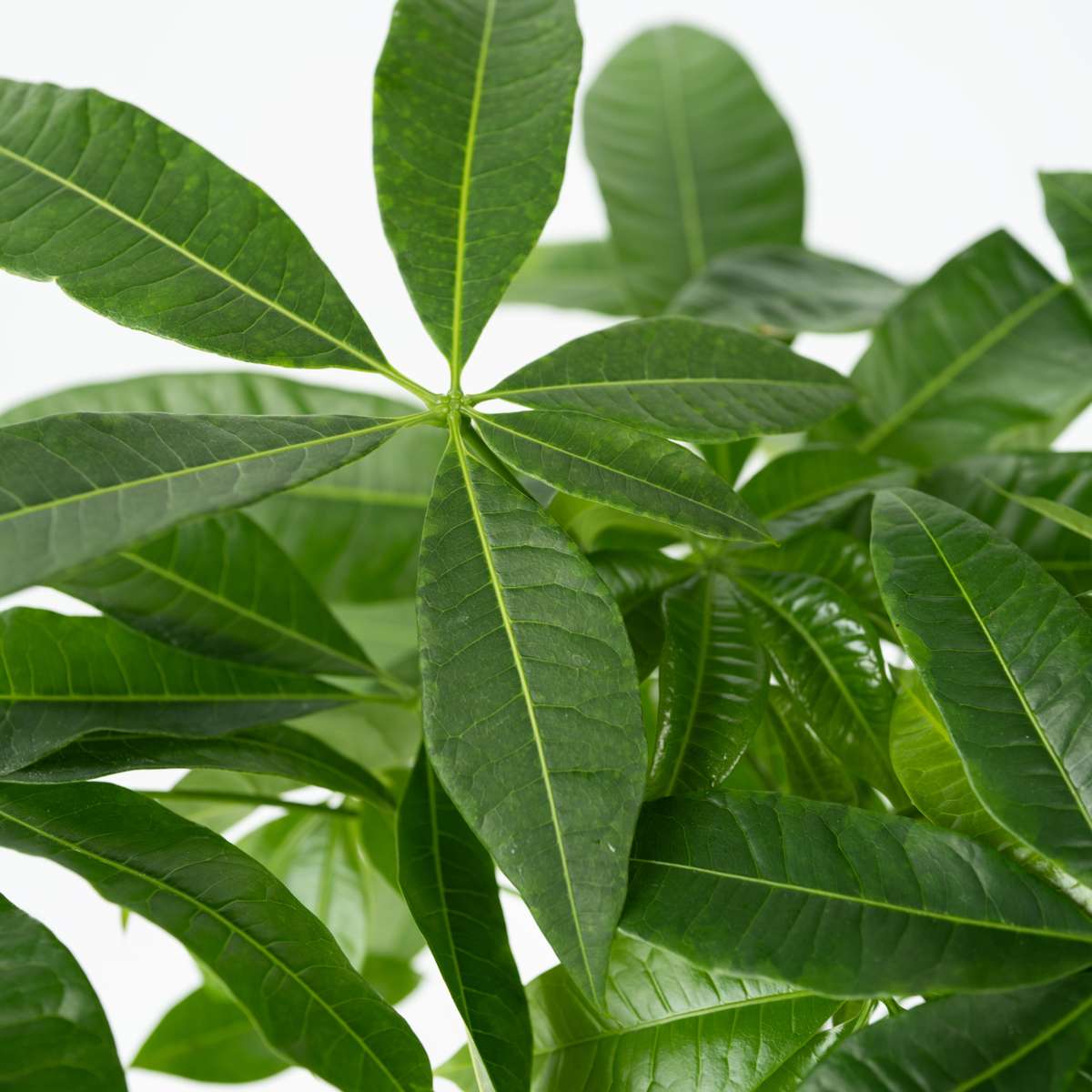 Other Green Houseplants Glückskastanie - 2 Stk - Pachira Aquatica - Höhe 60-70Cm - ⌀17Cm