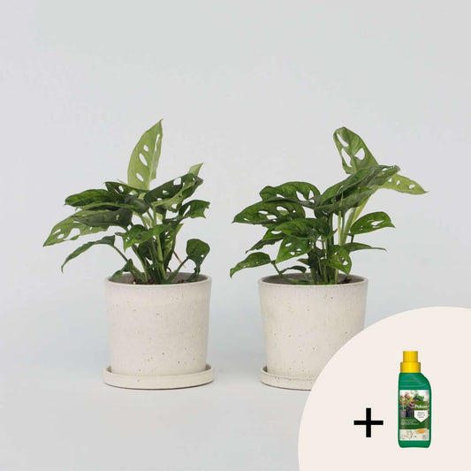 Other Green Houseplants Fensterblatt - 2 Stk - Monstera 'Monkey Mask' - Höhe 25-30Cm - ⌀12Cm