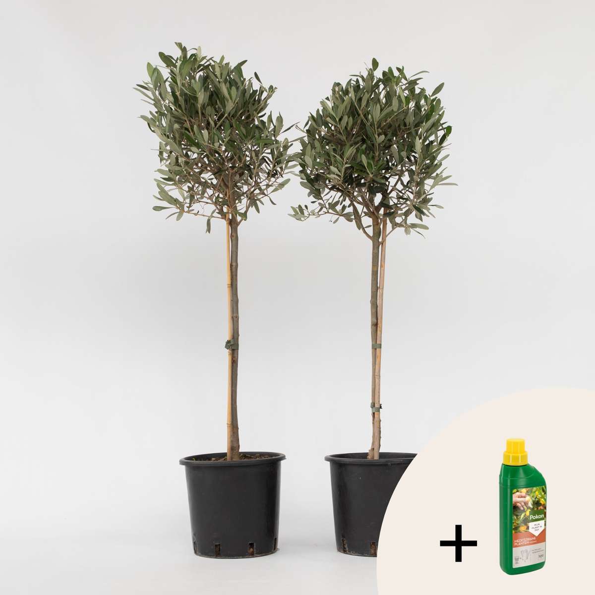 Other Garden Plants Olivenbaum - 2 Stk - Olea Europaea - Höhe 90-100Cm - ⌀21Cm
