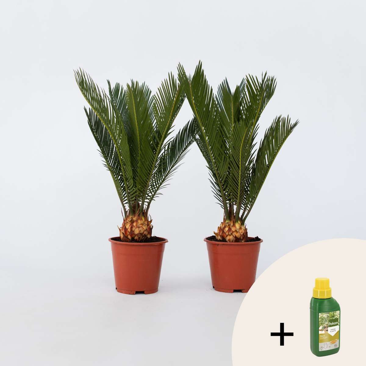 Other Garden Plants Sagopalmfarn - 2 Stk - Cycas Revoluta - Höhe 45-60Cm - ⌀15Cm