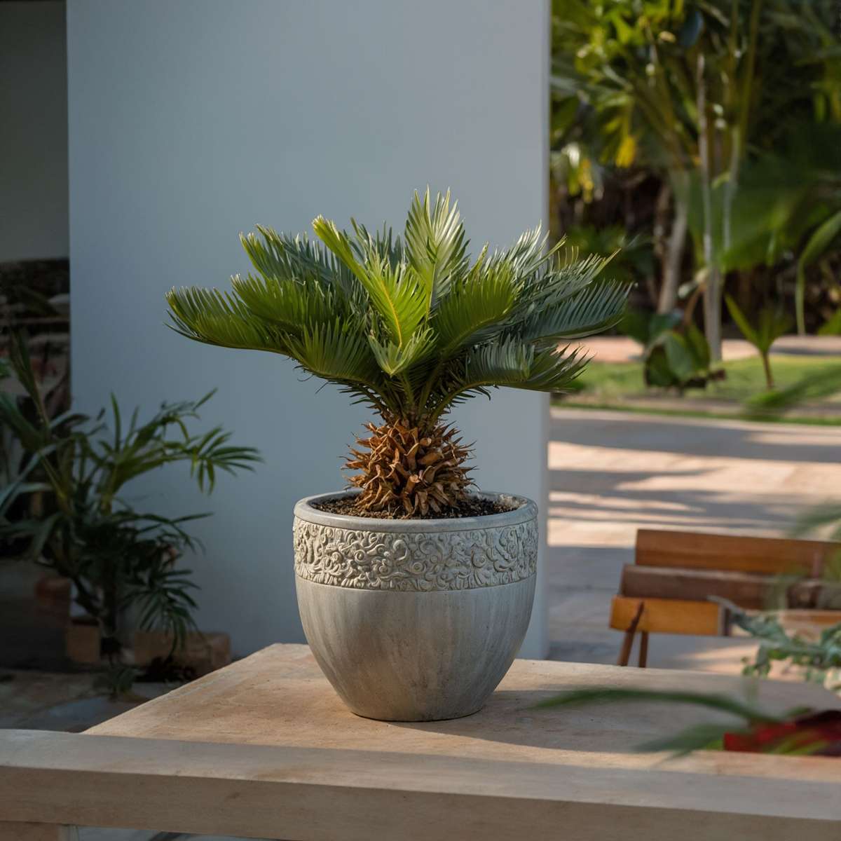 Other Garden Plants Sagopalmfarn - 2 Stk - Cycas Revoluta - Höhe 45-60Cm - ⌀15Cm