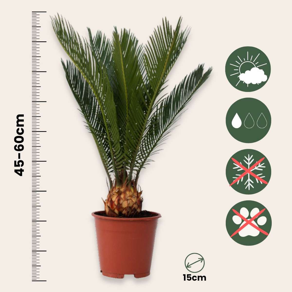 Other Garden Plants Sagopalmfarn - 2 Stk - Cycas Revoluta - Höhe 45-60Cm - ⌀15Cm