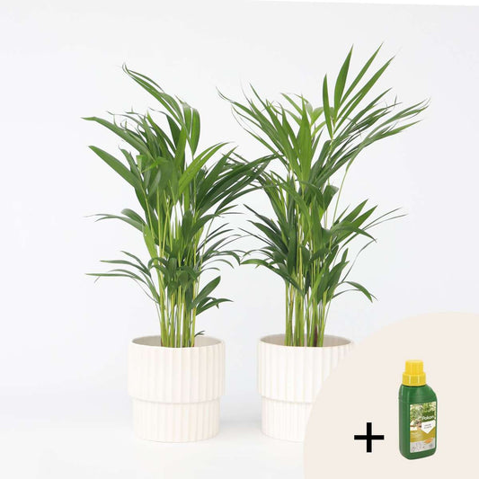 Other Green Houseplants Goldfruchtpalme - 2 Stk - Dypsis Lutescens - Höhe 60-70Cm - ⌀17Cm