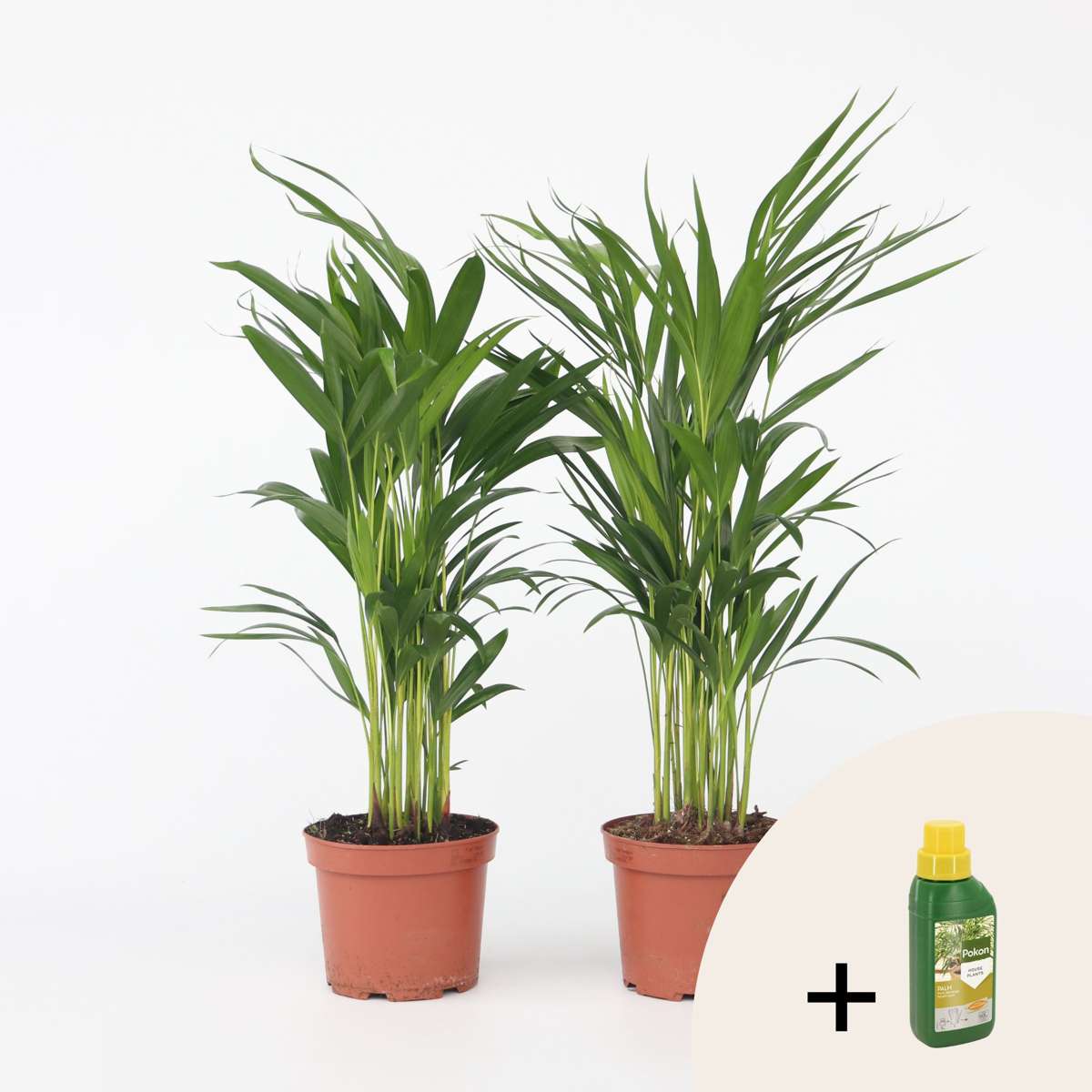 Other Green Houseplants Goldfruchtpalme - 2 Stk - Dypsis Lutescens - Höhe 60-70Cm - ⌀17Cm