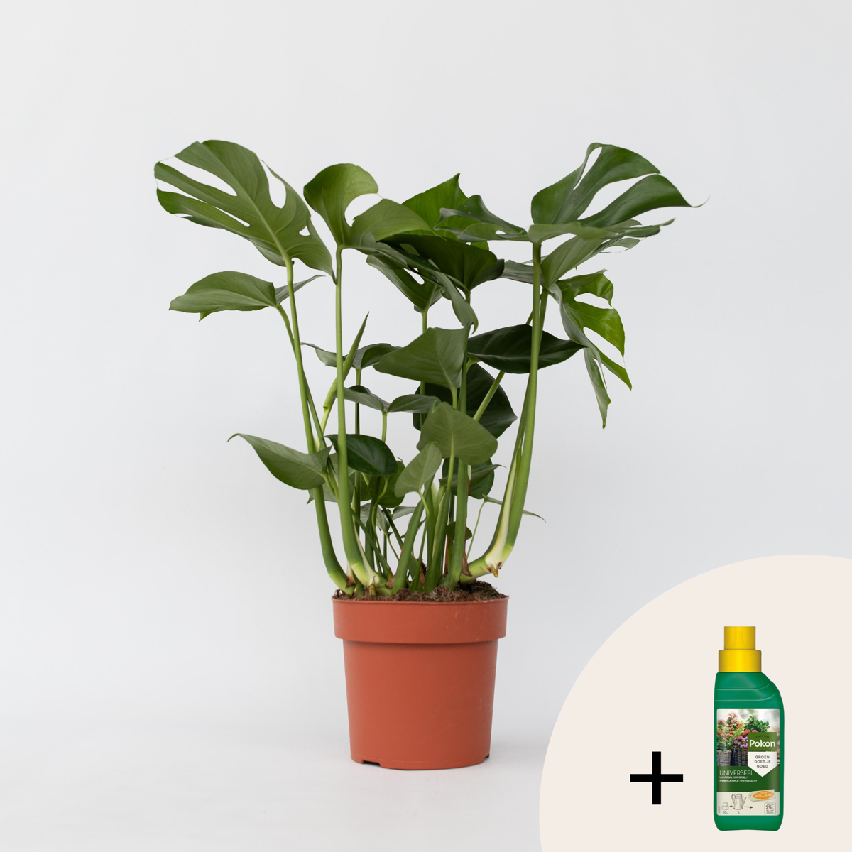 Other Green Houseplants Fensterblatt - Monstera Deliciosa - Höhe 70-80Cm - ⌀21Cm